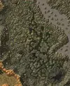 Dustwallow Marsh Final.webp