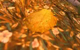 392986.webp