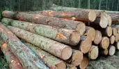Logs2.webp
