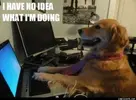 6a4d386f_I_Have_No_Idea_What_I_m_Doing.webp