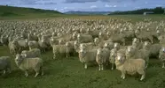 domestic-sheep-herd-full.webp