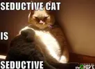 funny-captions-271.webp