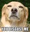 you-disgust-me-dog.webp