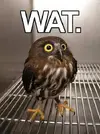 wat.webp