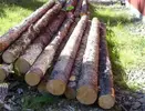 pine_logs.webp