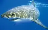 070604_shark_10a.grid-6x2.webp