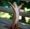 l-Hallelujah.webp