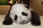 sad-panda.webp