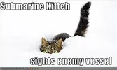 01712_funny-pictures-cat-sees-enemy-vessel.webp