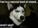 947484907_stupid20troll20picture_answer_2_xlarge.webp