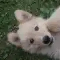 tuckercow