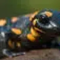 Racjo