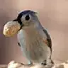 peanutbird