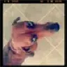 onshiese
