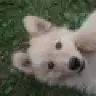 tuckercow