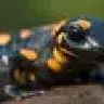 Racjo