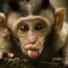 monkeybaby