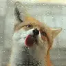 RoxMikeFox
