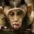 monkeybaby